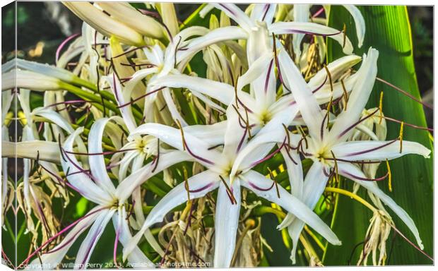 White Spider Crinum Lily Flowers Leaves Waikiki Honolulu Hawaii Canvas Print by William Perry