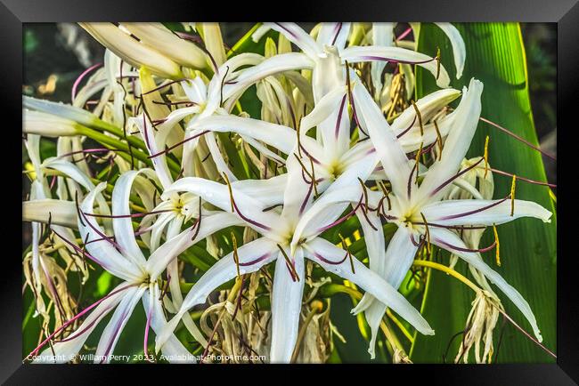 White Spider Crinum Lily Flowers Leaves Waikiki Honolulu Hawaii Framed Print by William Perry
