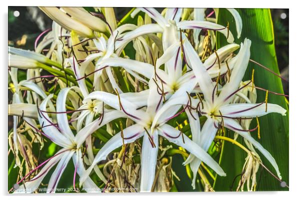 White Spider Crinum Lily Flowers Leaves Waikiki Honolulu Hawaii Acrylic by William Perry