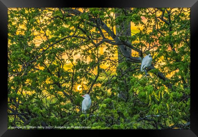 White Cattle Egrets Nesting Colony Tree Sunset Waikiki Honolulu  Framed Print by William Perry