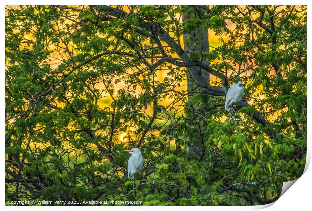 White Cattle Egrets Nesting Colony Tree Sunset Waikiki Honolulu  Print by William Perry