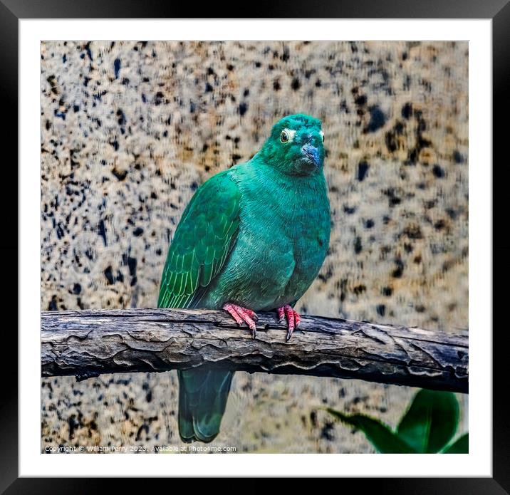 Female Black Napped Fruit Dove Framed Mounted Print by William Perry