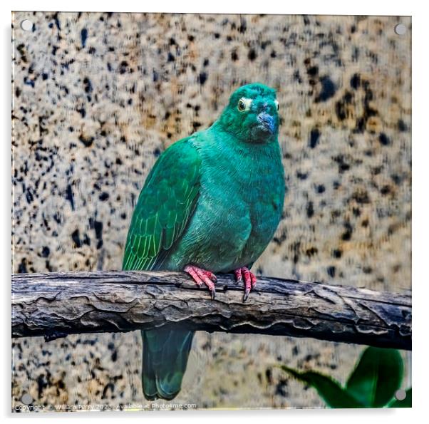 Female Black Napped Fruit Dove Acrylic by William Perry