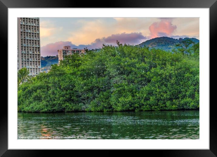 White Cattle Egrets Nesting Colony Trees Canal Waikiki Honolulu  Framed Mounted Print by William Perry
