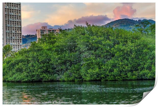 White Cattle Egrets Nesting Colony Trees Canal Waikiki Honolulu  Print by William Perry