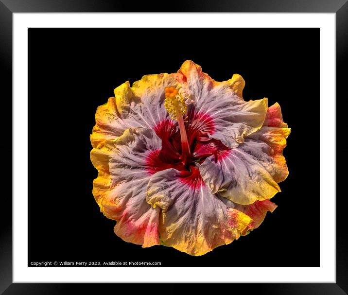 Tropical Voodoo Queen Hibiscus Flower Waikiki Oahu Hawaii Framed Mounted Print by William Perry