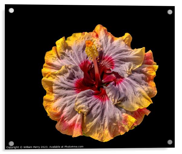 Tropical Voodoo Queen Hibiscus Flower Waikiki Oahu Hawaii Acrylic by William Perry