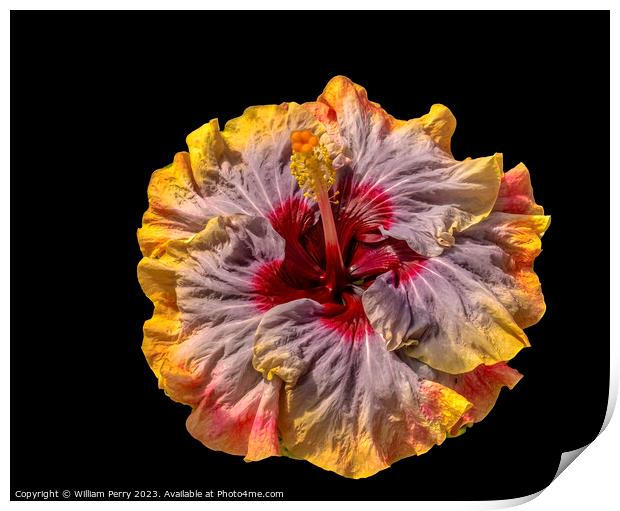 Tropical Voodoo Queen Hibiscus Flower Waikiki Oahu Hawaii Print by William Perry
