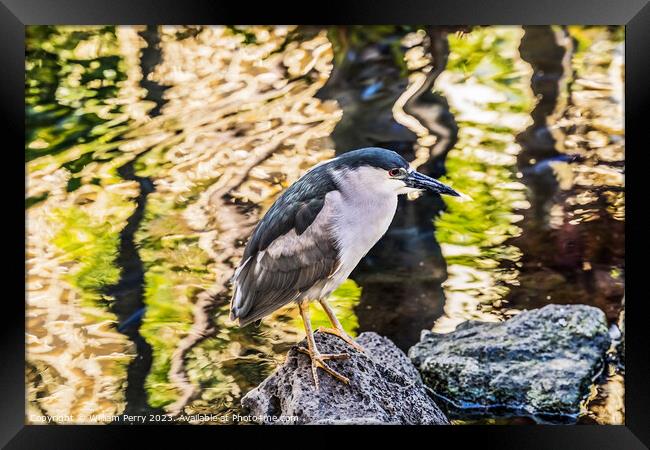 Black Crowned Night Heron Reflection Waikiki Honolulu Hawaii Framed Print by William Perry