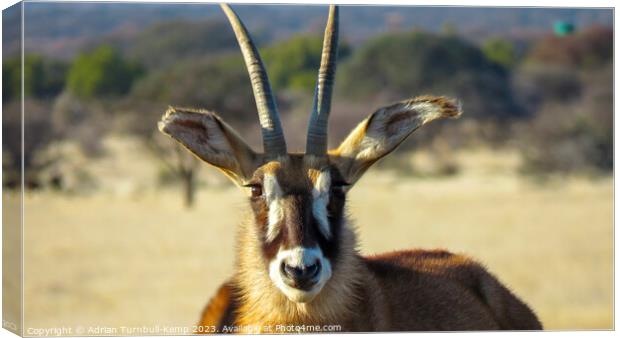 Portrait of a roan antelope cow Canvas Print by Adrian Turnbull-Kemp