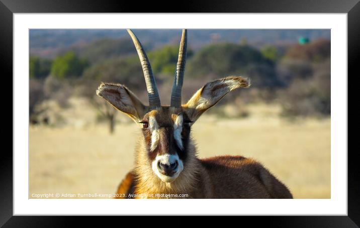 Portrait of a roan antelope cow Framed Mounted Print by Adrian Turnbull-Kemp