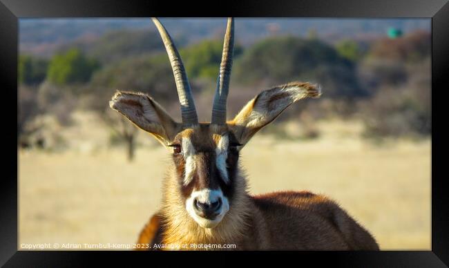 Portrait of a roan antelope cow Framed Print by Adrian Turnbull-Kemp