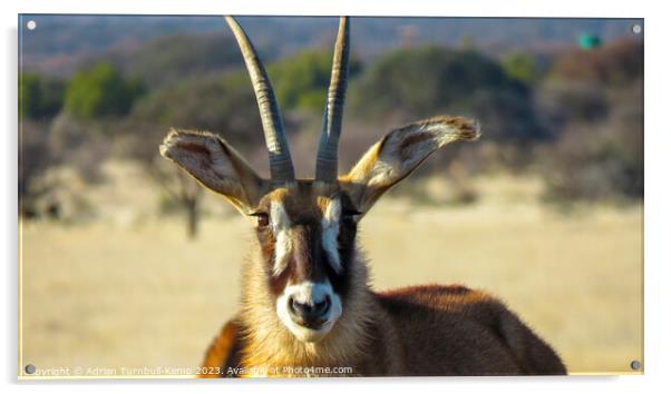 Portrait of a roan antelope cow Acrylic by Adrian Turnbull-Kemp