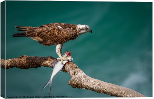Osprey with prey Canvas Print by Pete Evans