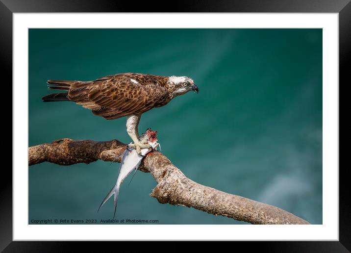 Osprey with prey Framed Mounted Print by Pete Evans