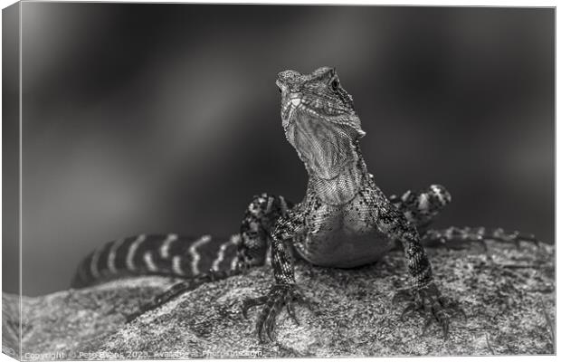 Dragon in black and white Canvas Print by Pete Evans