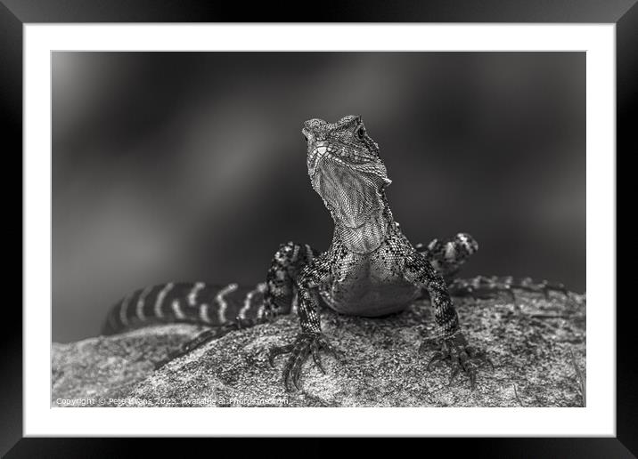 Dragon in black and white Framed Mounted Print by Pete Evans