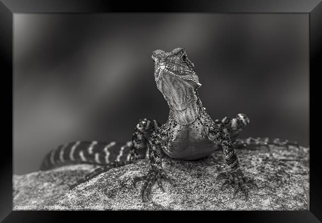 Dragon in black and white Framed Print by Pete Evans