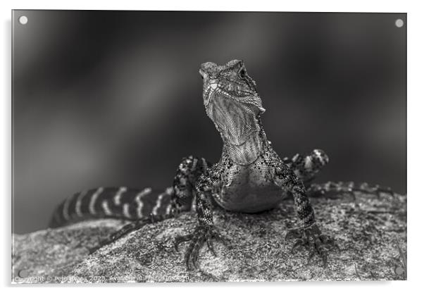 Dragon in black and white Acrylic by Pete Evans