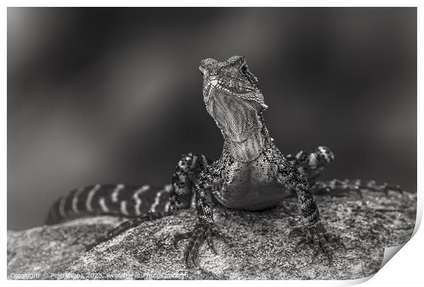 Dragon in black and white Print by Pete Evans