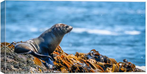 Seal of Approval Canvas Print by Pete Evans