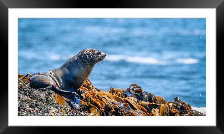 Seal of Approval Framed Mounted Print by Pete Evans
