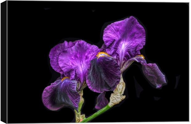 Purple Bearded Irises  Canvas Print by Alison Chambers