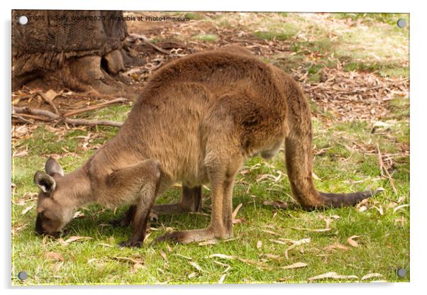 Kangaroo grazing Acrylic by Sally Wallis