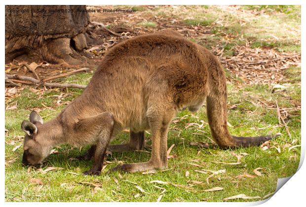 Kangaroo grazing Print by Sally Wallis