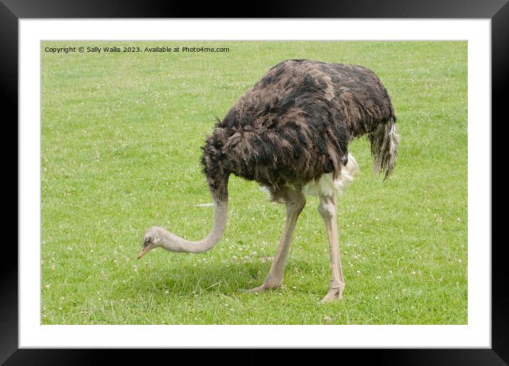 Ostrich Framed Mounted Print by Sally Wallis