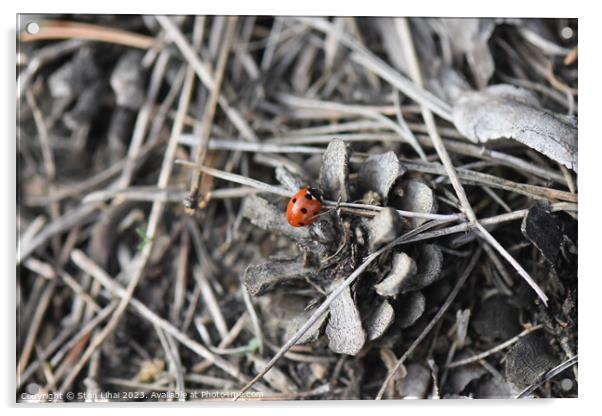 Ladybug on pine cone Acrylic by Stan Lihai