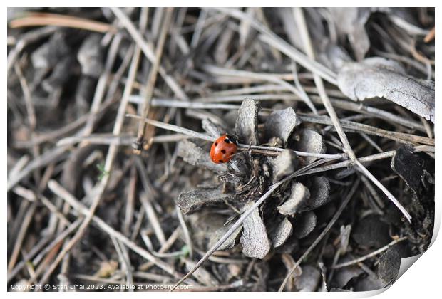 Ladybug on pine cone Print by Stan Lihai