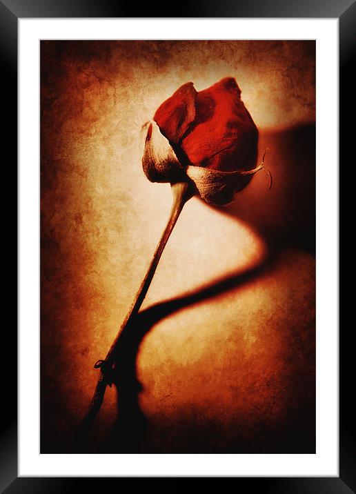 Rose Framed Mounted Print by Chris Manfield