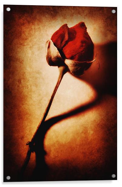 Rose Acrylic by Chris Manfield