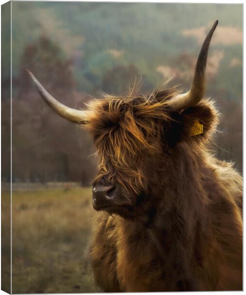 Hairy coo Canvas Print by Anthony McGeever