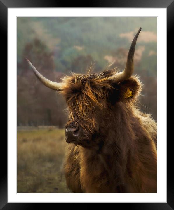 Hairy coo Framed Mounted Print by Anthony McGeever