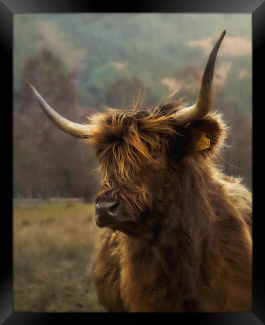 Hairy coo Framed Print by Anthony McGeever