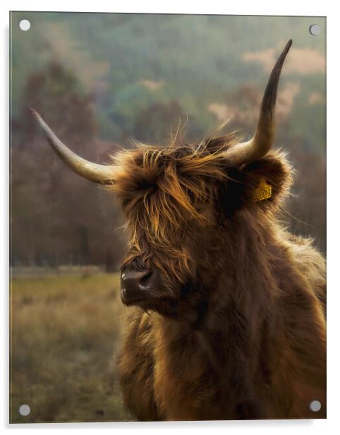 Hairy coo Acrylic by Anthony McGeever