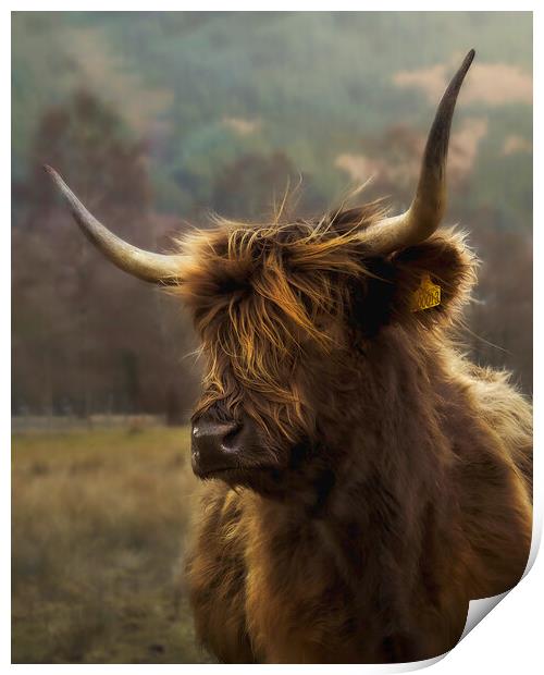 Hairy coo Print by Anthony McGeever