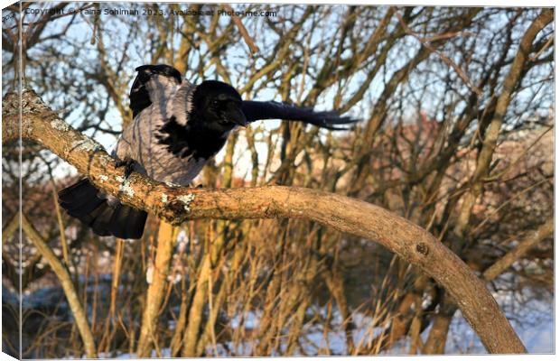 Hello Look Here, Says Hooded Crow Canvas Print by Taina Sohlman