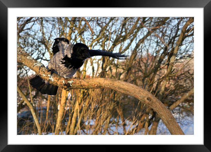Hello Look Here, Says Hooded Crow Framed Mounted Print by Taina Sohlman