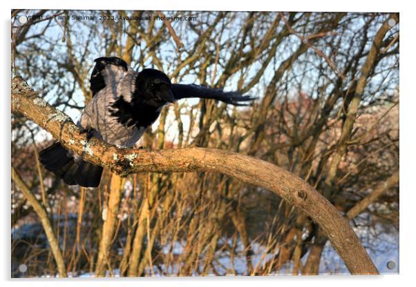 Hello Look Here, Says Hooded Crow Acrylic by Taina Sohlman
