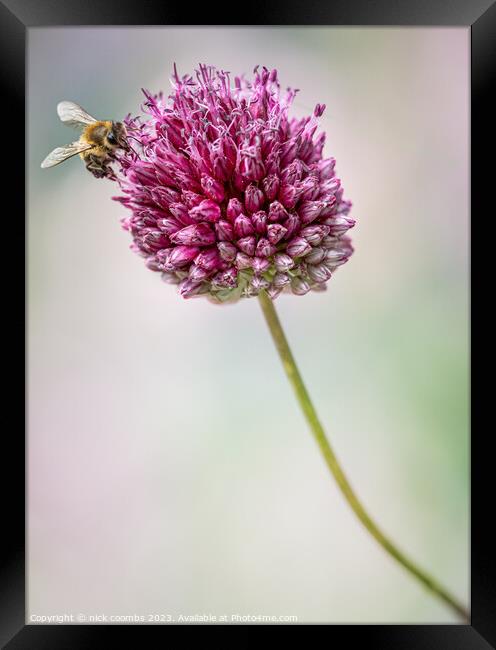 Allium sphaerocephalon and Bee Framed Print by nick coombs