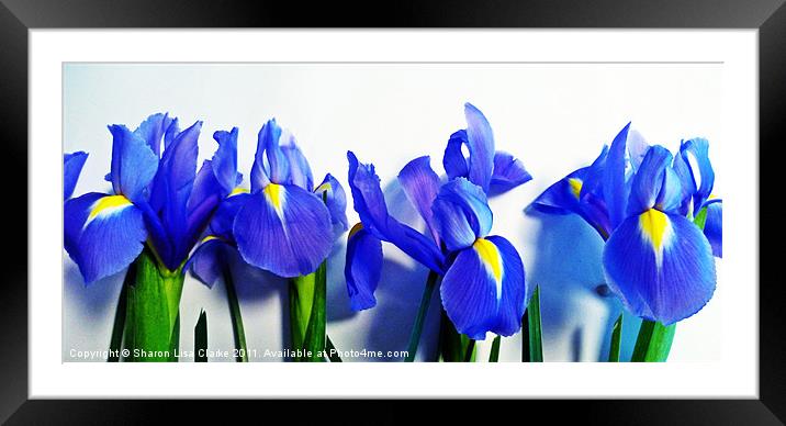 Irises Framed Mounted Print by Sharon Lisa Clarke