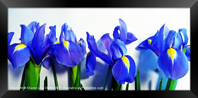 Irises Framed Print by Sharon Lisa Clarke