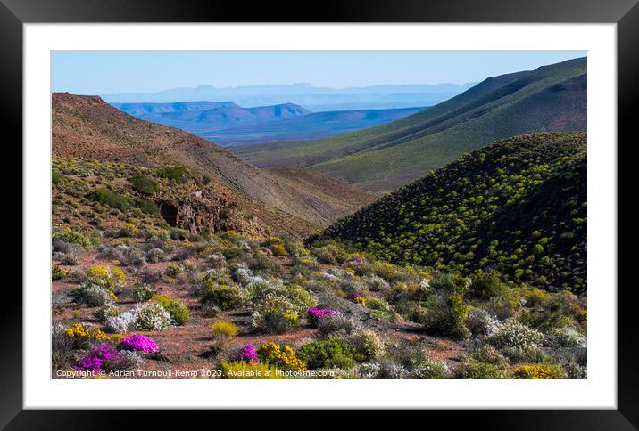 Wildflowers, Bloukrans Pass from the R355 near Calvinia, Northern Cape.	Outdoor mountain Framed Mounted Print by Adrian Turnbull-Kemp