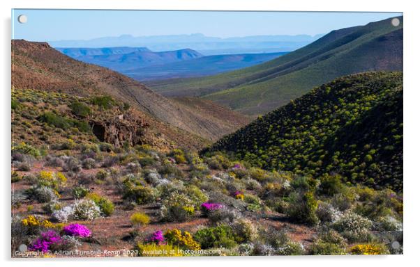 Wildflowers, Bloukrans Pass from the R355 near Calvinia, Northern Cape.	Outdoor mountain Acrylic by Adrian Turnbull-Kemp