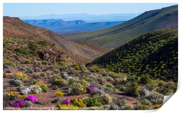 Wildflowers, Bloukrans Pass from the R355 near Calvinia, Northern Cape.	Outdoor mountain Print by Adrian Turnbull-Kemp