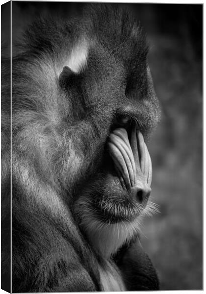 Portrait of Mandrill Canvas Print by Artur Bogacki