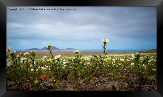 Springtime in Lanzarote, view on daisy flower field on the canary island Framed Print by Kristof Bellens